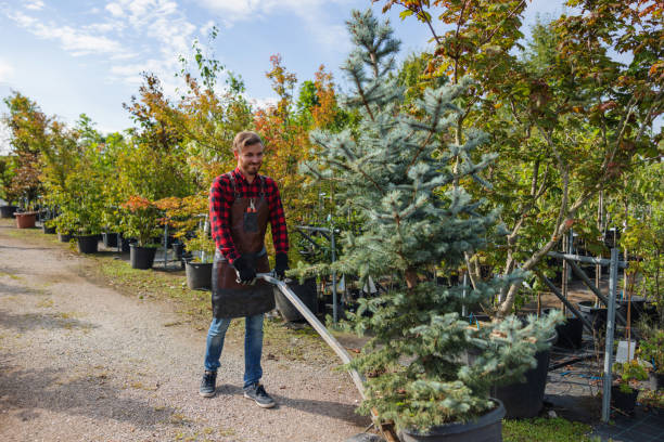 Best Tree and Shrub Care  in Montana City, MT